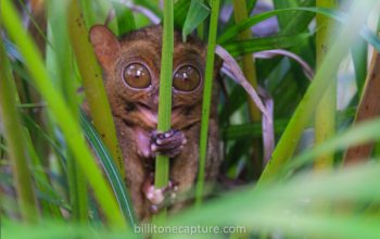 Tarsius Belitung